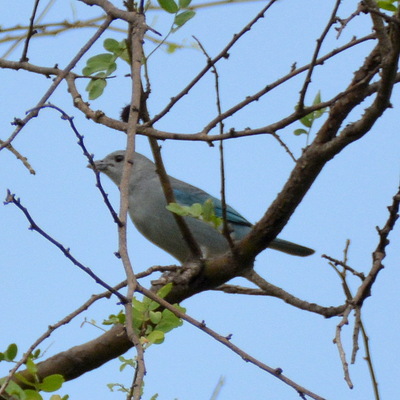 Blue- GrayTanager